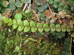 Blechnum membranaceum