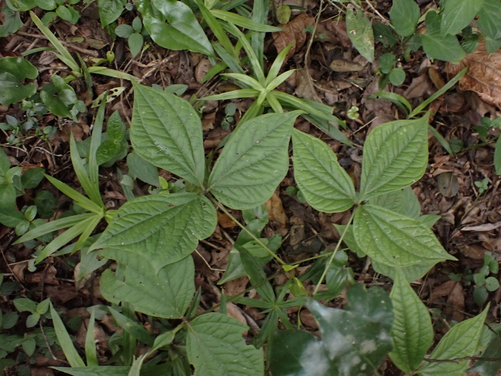 Dioscorea dregeana 2