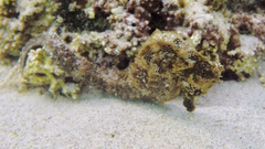 Hippocampus ingens