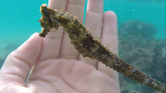 Hippocampus ingens