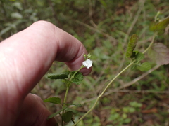 Endostemon obtusifolius, photograph (c) Andrew Hankey, some rights reserved (CC BY-SA)