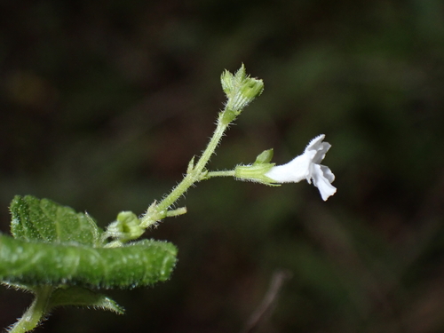 Endostemon obtusifolius, photograph 3