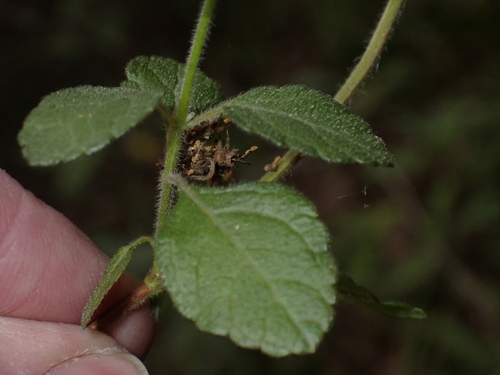 Endostemon obtusifolius, photograph 5