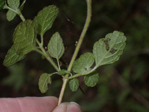 Endostemon obtusifolius, photograph 6