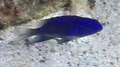 Stegastes rectifraenum