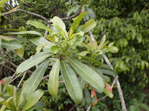 Protorhus longifolia, photograph 6