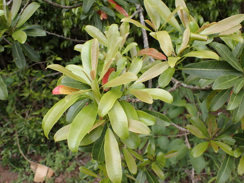 Red beech (Protorhus longifolia)