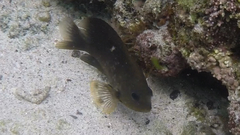 Stegastes rectifraenum