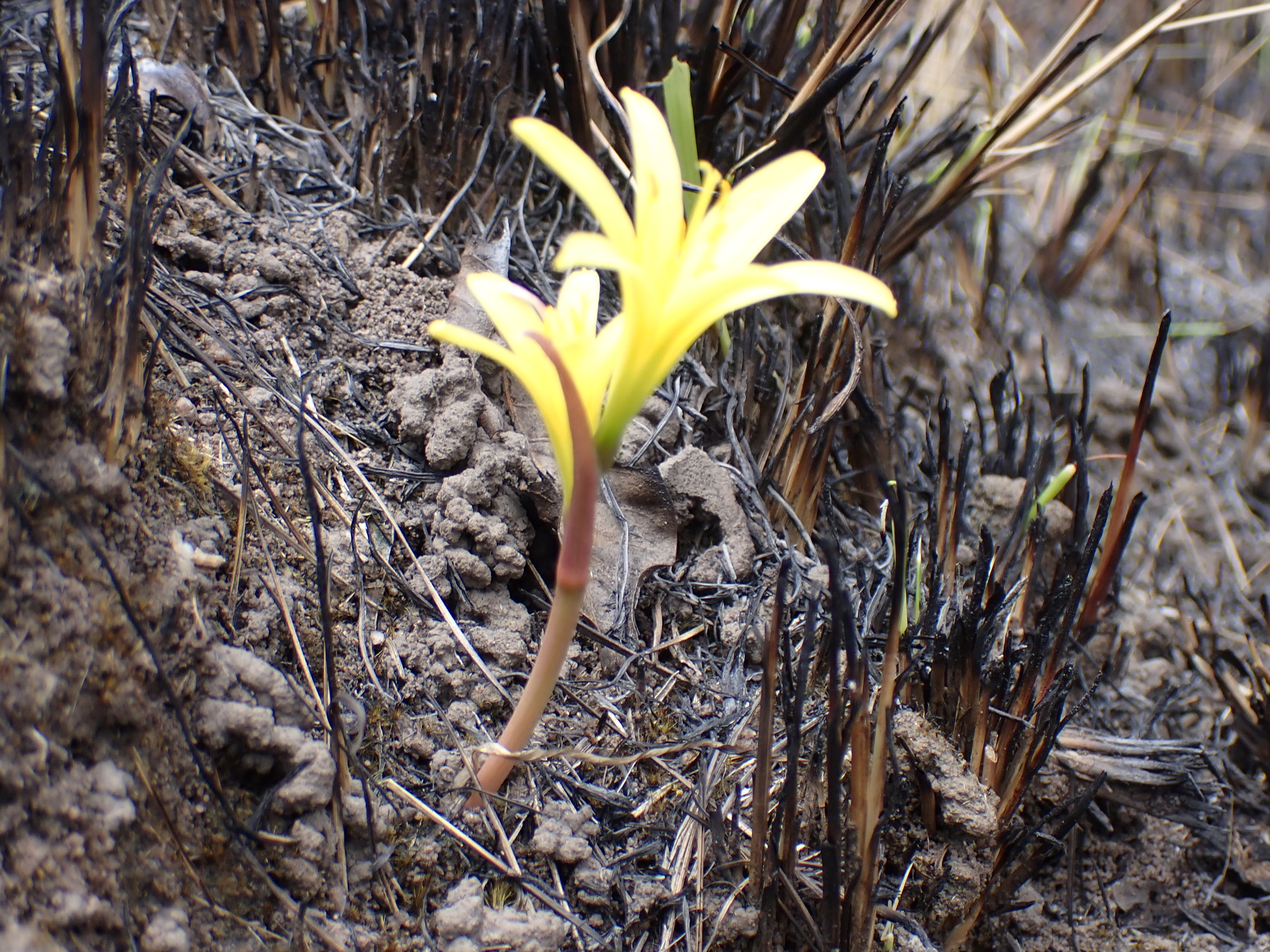 Yellow Firelily (Cyrtanthus breviflorus)