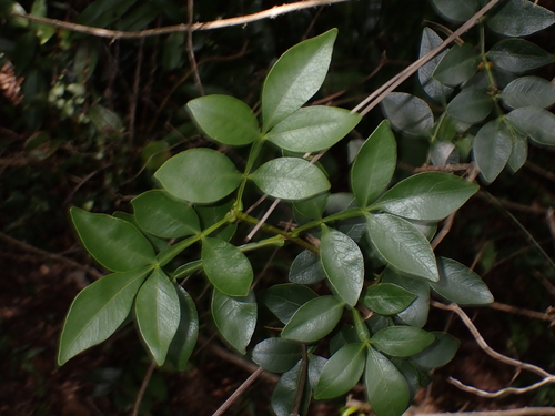 Schrebera alata, photograph 5