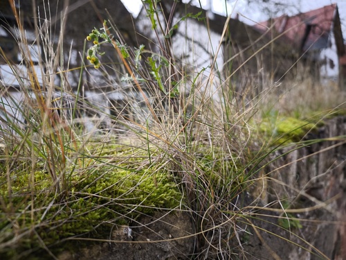 Poa angustifolia, photograph 3