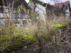Poa angustifolia, photograph (c) arthur_haendler, some rights reserved (CC BY)