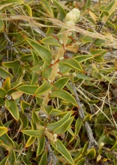 Chuquiraga avellanedae