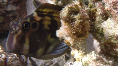 Ophioblennius steindachneri