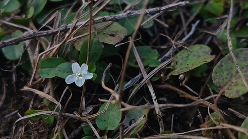 Dwarf Morning Glory