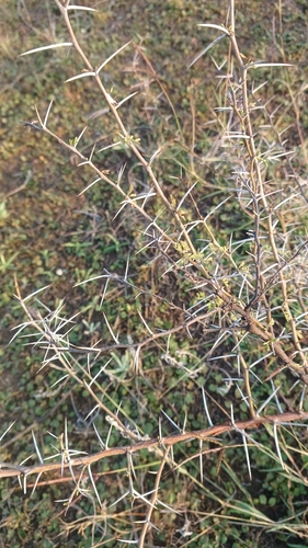 Egyptian acacia