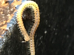 Blaniulidae