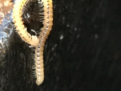 Blaniulidae