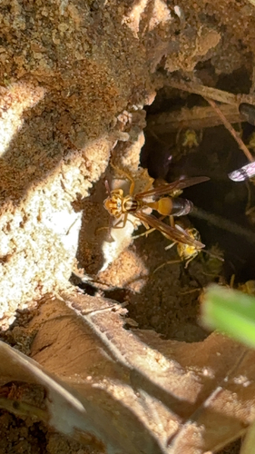 Agelaia pallipes