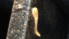 Blaniulidae