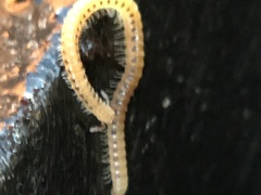 Blaniulidae