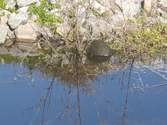 Pseudemys peninsularis