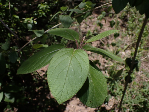 Hairy Star-Apple (Diospyros villosa)