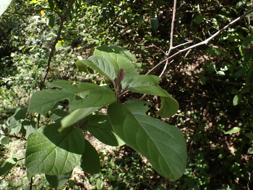 Diospyros villosa, photograph 5