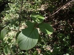 Diospyros villosa, photograph (c) Andrew Hankey, some rights reserved (CC BY-SA)