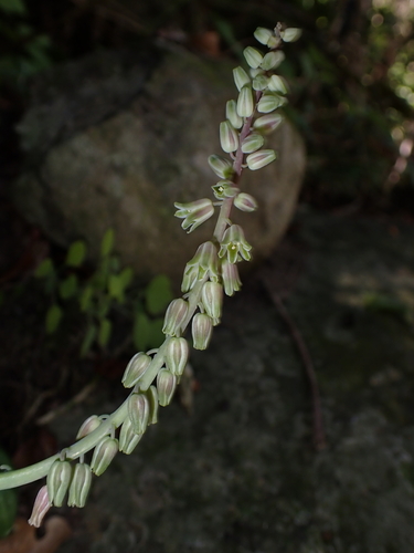 Resnova maxima
