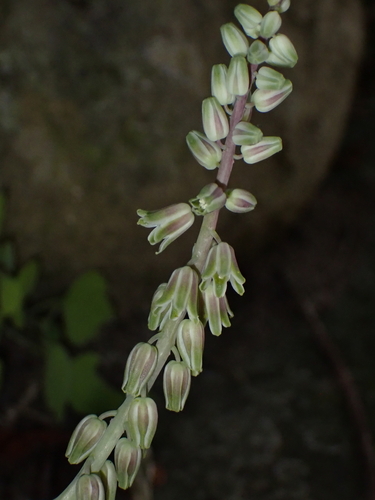 Resnova maxima