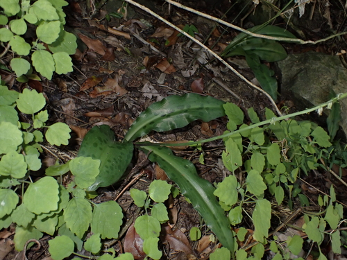 Resnova maxima