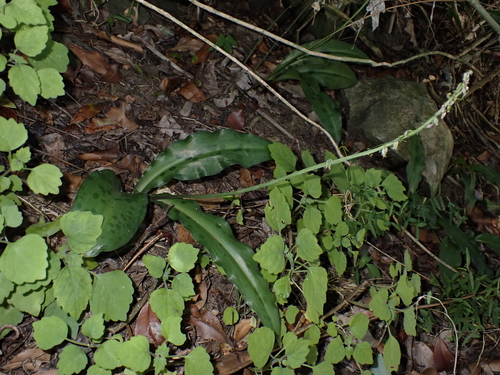 Resnova maxima