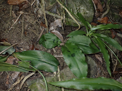 Resnova maxima