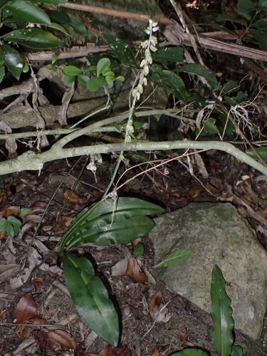 Resnova maxima