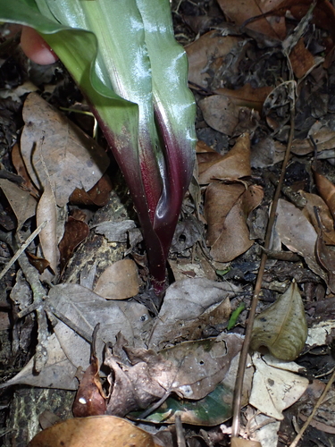 Resnova maxima