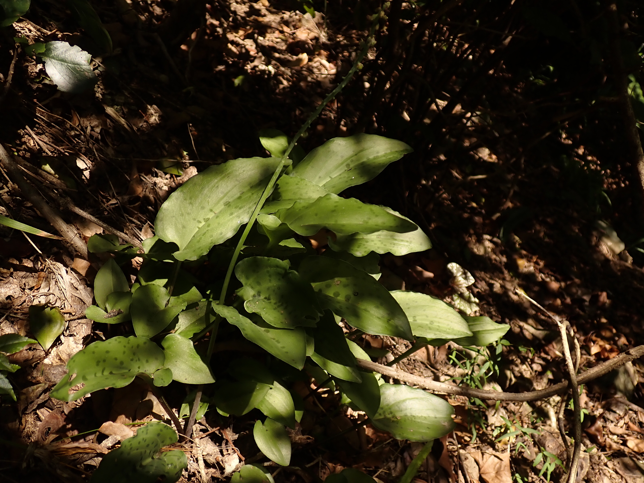 Drimiopsis Maculata (Drimiopsis maculata)