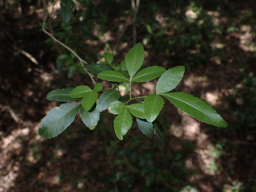 Natal Karreerhus (Searsia natalensis)