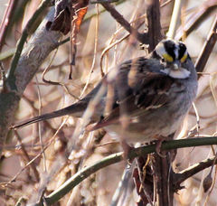 Zonotrichia albicollis