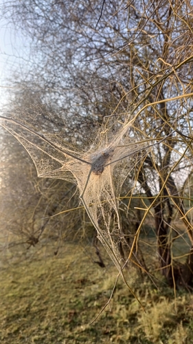 Indian Cooperative Spider