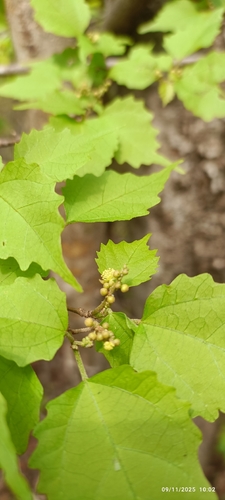Mallotus oppositifolius observed 2025-11-09
