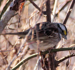Zonotrichia albicollis