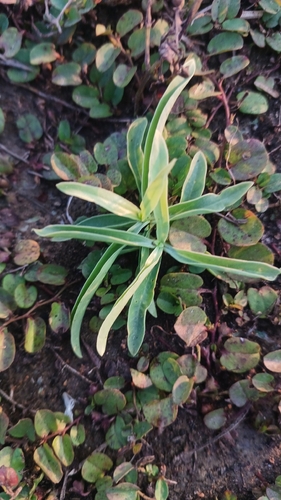 Enicostema axillare