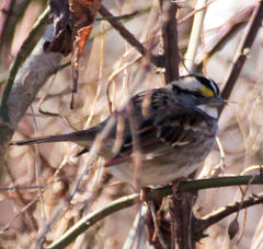 Zonotrichia albicollis