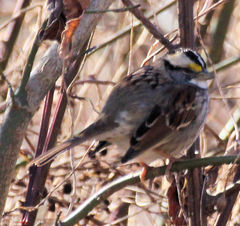 Zonotrichia albicollis