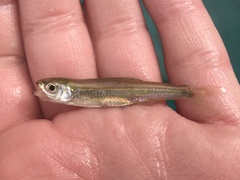 Notropis amabilis