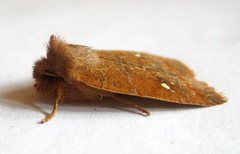 Eupsilia vinulenta