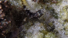 Paraclinus mexicanus