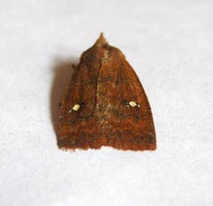 Eupsilia vinulenta