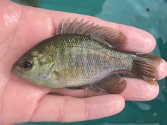 Lepomis miniatus